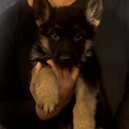 Yellow collar girl - Black and red female German Shepherd puppy in Wyoming, Michigan from Big Jones Kennels