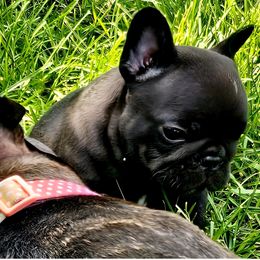 French Bulldog Puppies from Stella's Stars French Bulldogs