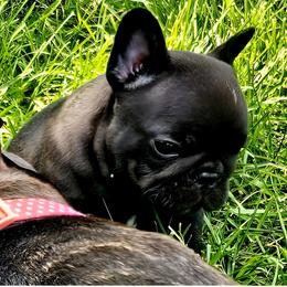 French Bulldog Puppies from Stella's Stars French Bulldogs