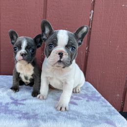 French Bulldog and Pembroke Welsh Corgi Puppies from Drea M Companion Puppies