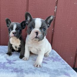 French Bulldog and Pembroke Welsh Corgi Puppies from Drea M Companion Puppies
