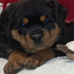 Boy 1 - Black and mahogany male Rottweiler puppy in De Witt, Iowa from Irish Eyes Kennels