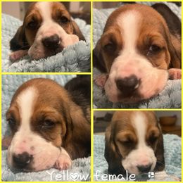 Yellow Collar Female - Black white and tan female Basset Hound puppy in Temple, Texas from Southern Rose Bassets