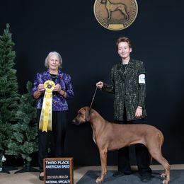 Saphira - Rhodesian Ridgeback