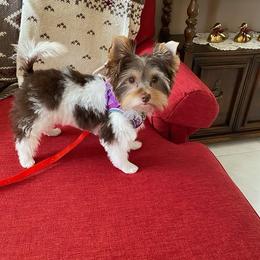 Belle - Chocolate, tan and white female Yorkshire Terrier puppy in Orlando, Florida from Everyonelovesyorkies