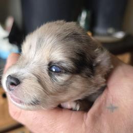 Dolly - Merle female Pomsky puppy in Elgin, Oregon from Kenna'z Kuddly Pomskiez