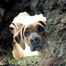 Rhodesian Ridgebacks from Rr