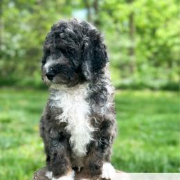 Coke Zero - Blue merle male Aussiedoodle puppy in Corydon, Indiana from Ridgeline Doodles