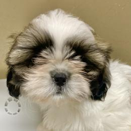 Shih Tzu Puppies from Willow Lane Shih Tzus