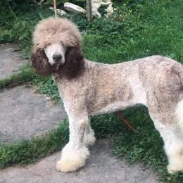 Big Boy - Poodle