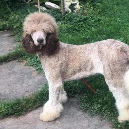 Big Boy - Poodle
