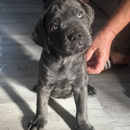 Cane Corso Puppies from Elite Legacy Corsos