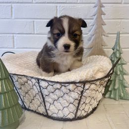 Comet - Red male Pembroke Welsh Corgi puppy in Payson, Utah from Spring Creek Aussies + Corgis