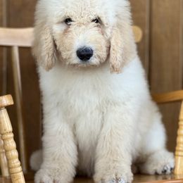 Goldendoodle Puppies from Rolling Acres Doodles and Poodles