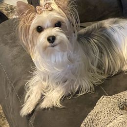 Yorkshire Terrier Puppies from Moonbabies Yorkies