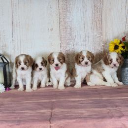 Cavapoo puppies from Peace Road Puppies