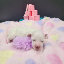 Girl 3 - White female Maltese puppy in Selma, North Carolina from Havenkennels
