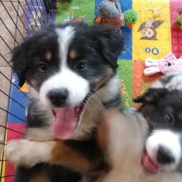 Australian Shepherd Puppies from MND Aussies