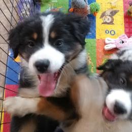 Australian Shepherd Puppies from MND Aussies