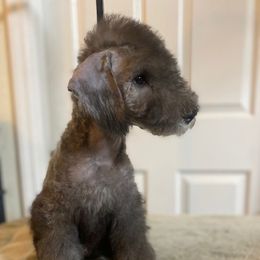 Bedlington Terrier and Great Dane Puppies from Cloud9 Bedlingtons and Argos Danes