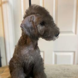 Bedlington Terrier and Great Dane Puppies from Cloud9 Bedlingtons and Argos Danes