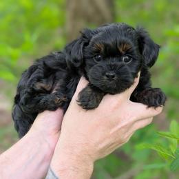 Melody - Black female Shihpoo puppy in Coshocton, Ohio from Forever Family Puppies