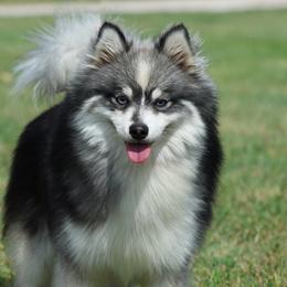 Reagan - Pomsky