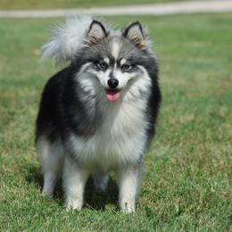 Reagan - Pomsky