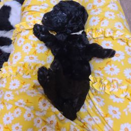 Poodle Puppies from Silly's Standard Poodles