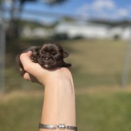 Chocolate and Tan - Chocolate and tan male Shih Tzu puppy in Clinton, Tennessee from Southland’s Shih Tzus