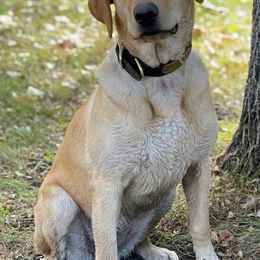 Labrador Retrievers from Cameo Place Kennels