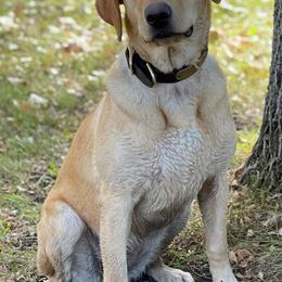 Labrador Retrievers from Cameo Place Kennels