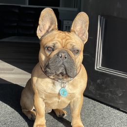 Ranger - French Bulldog