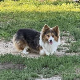Gus - Pembroke Welsh Corgi