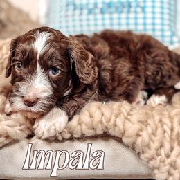Impala - Chocolate male Australian Labradoodle puppy in Decatur, Alabama from Southern Meadows Doodles