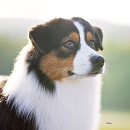 Brie - Australian Shepherd