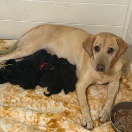 Boy 3 - Black male Labrador Retriever puppy in Berlin, Wisconsin from Gypsy Miracle Kennels