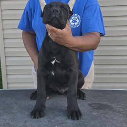 Light Blue - Black male Cane Corso puppy in Pylesville, Maryland from Safe Haven Cane Corso