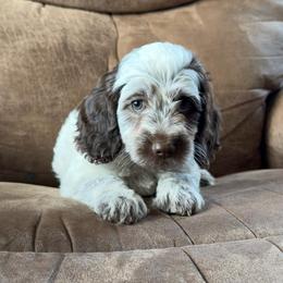Black Cherry - Blue roan female Cockapoo puppy in Ellenburg Center, New York from Kristin's Puppies