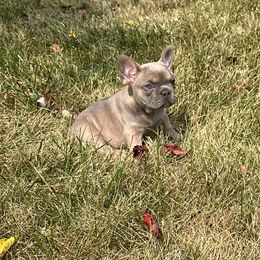 French Bulldog Puppies from Christie's Frenchies