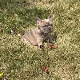 French Bulldog Puppies from Christie's Frenchies