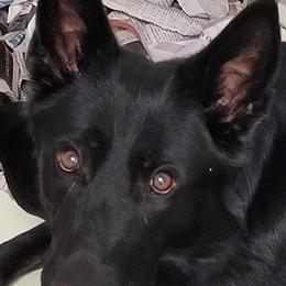 GIGA - German Shepherd