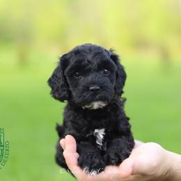 Dartmouth - Black male Cockapoo puppy in Canastota, New York from Silver City Cockapoos