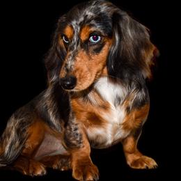 Tutti - Dachshund