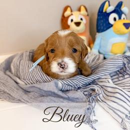 Bluey - Red  female Goldendoodle puppy in Melba, Idaho from KZ Doodles