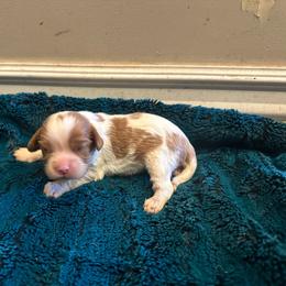 Girl 2 - Blenheim female Cavalier King Charles Spaniel puppy in Honeyville, Utah from Mike and Brandice Brown Performance Animals