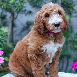 Pink collar - Apricot female Goldendoodle puppy in Palmetto Bay, Florida from SOMIDOODLES