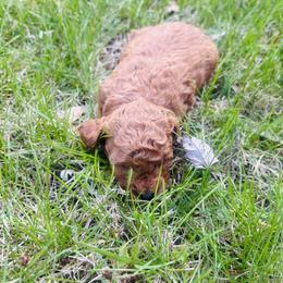 Cavapoo Puppies from Jorden’s Cavapoo’s