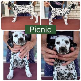 Picnic - White and black female Dalmatian puppy in Melrose, New Mexico from ECMO Farm Dalmatians & Labrador Retrievers