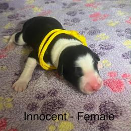 Innocent - female Sporty Mix puppy in Richland, Michigan from Seay's Sporty Mixes